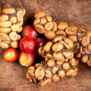 Kopi luwak coffee beans