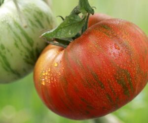 Superprof tomato